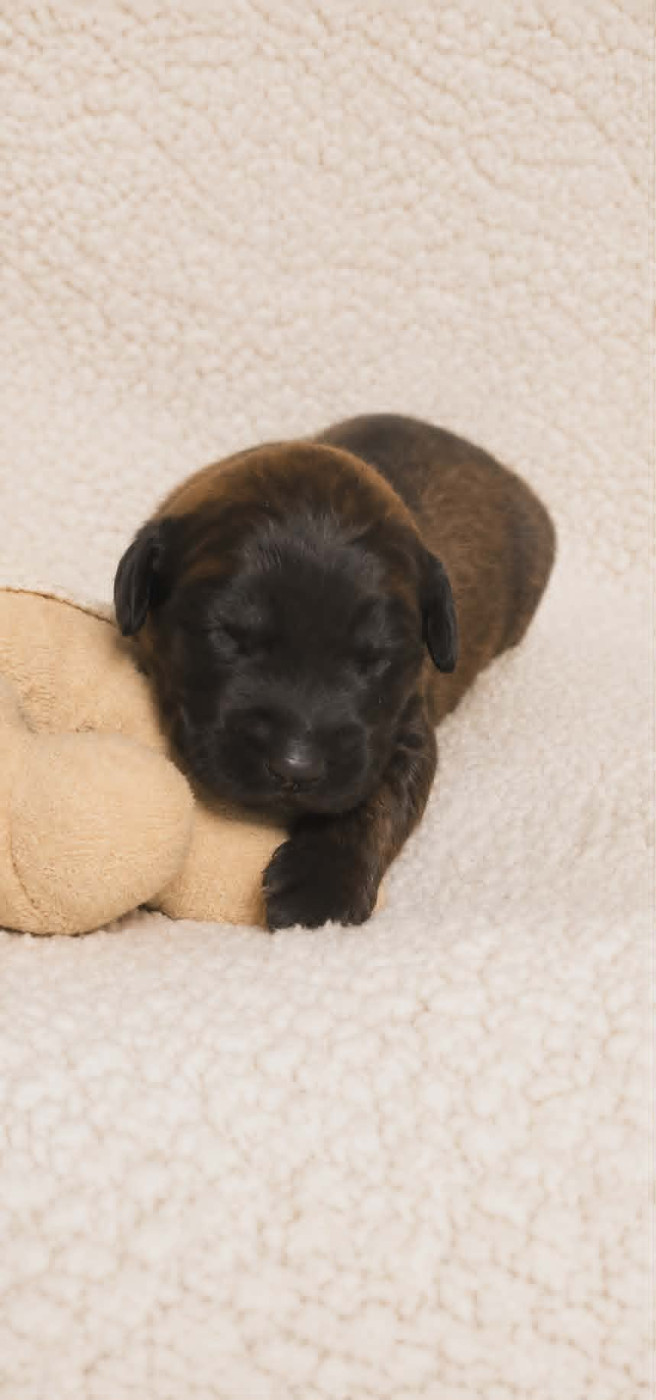 Des Terres Noires D'Epona - Chiots disponibles - Leonberger