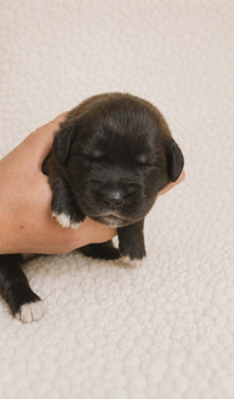 Des Terres Noires D'Epona - Chiots disponibles - Leonberger