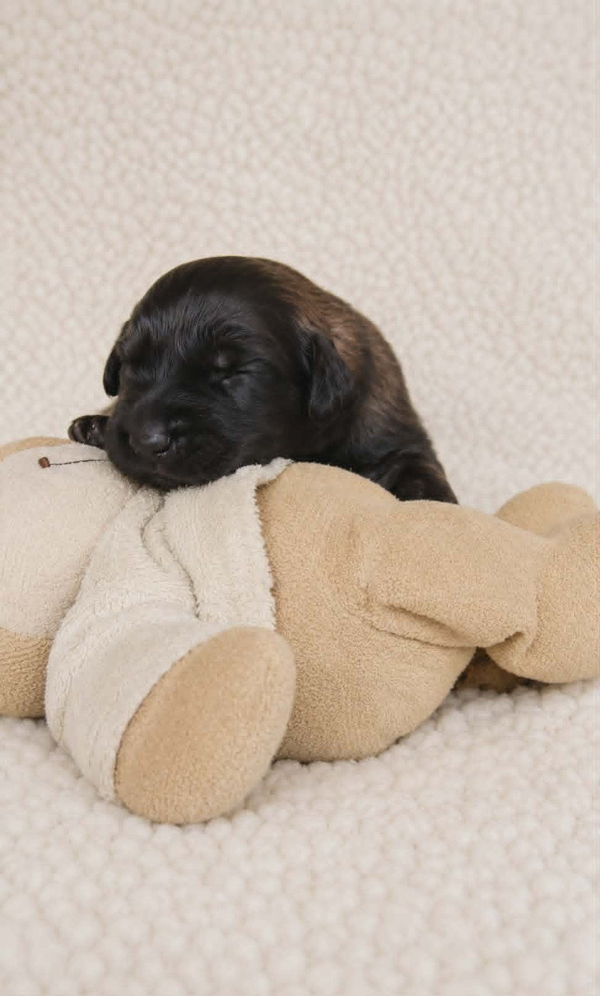 Des Terres Noires D'Epona - Chiots disponibles - Leonberger