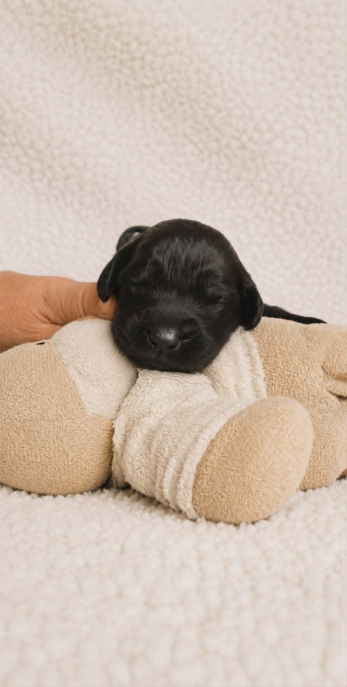 Des Terres Noires D'Epona - Chiots disponibles - Leonberger