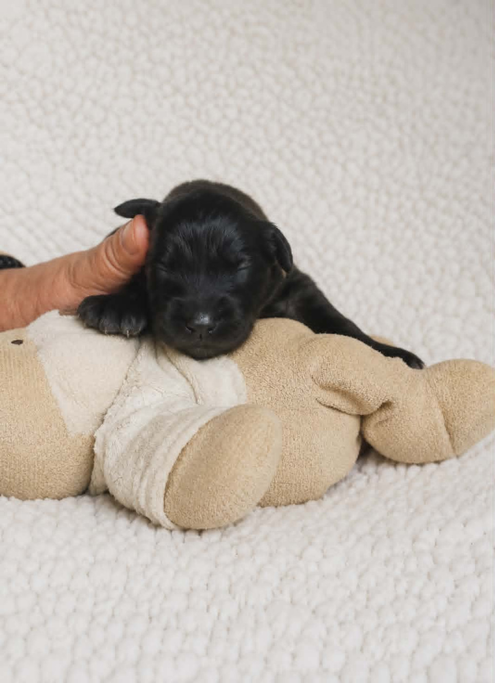 Des Terres Noires D'Epona - Chiots disponibles - Leonberger