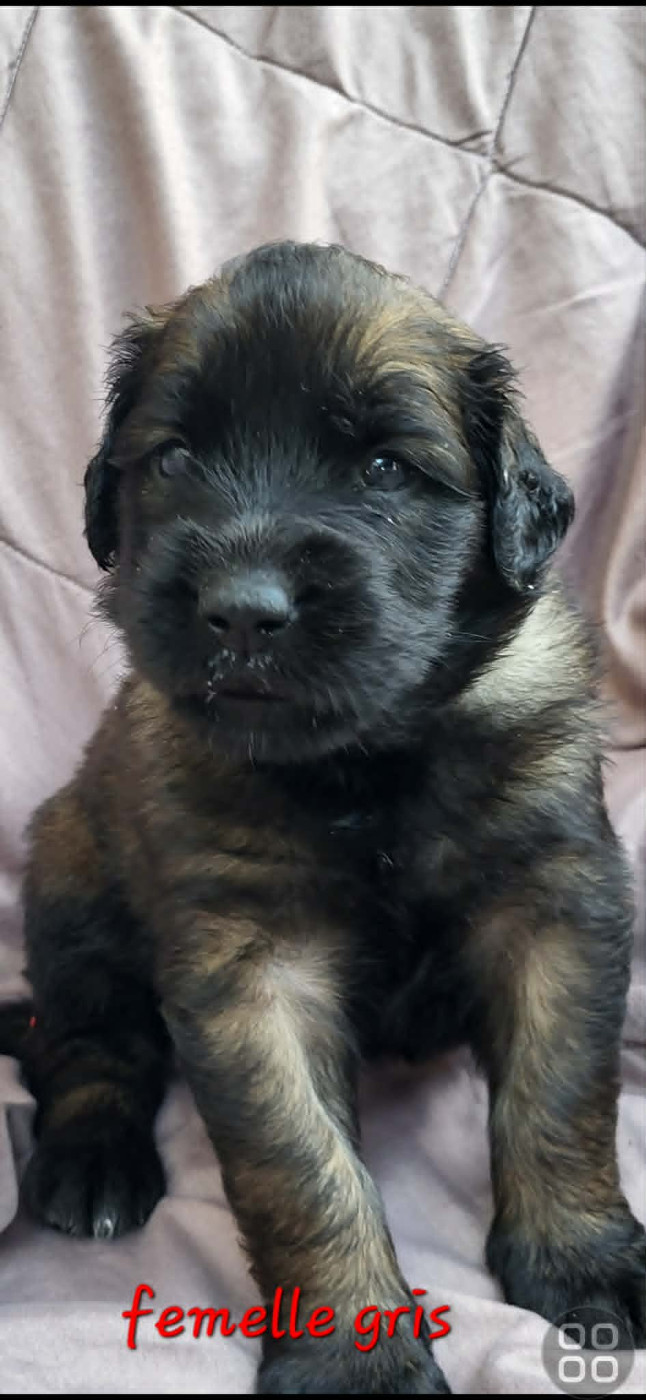 Des Terres Noires D'Epona - Chiots disponibles - Leonberger