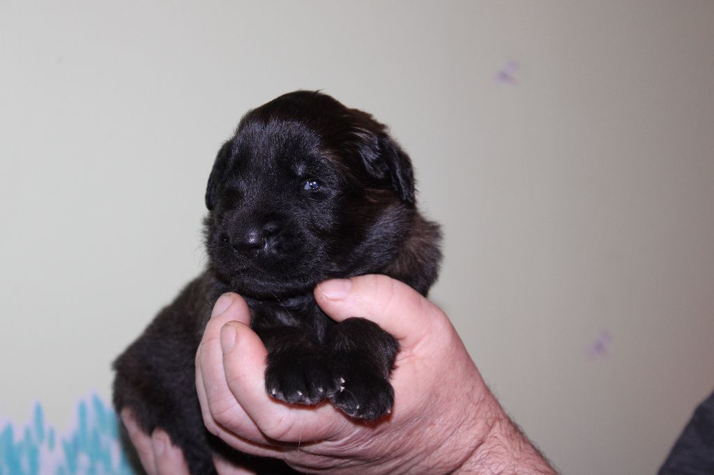 Des Terres Noires D'Epona - Chiots disponibles - Leonberger