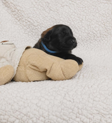 Chiot BLEU