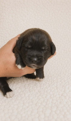 Chiot ROUGE
