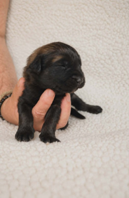 Chiot VERTE