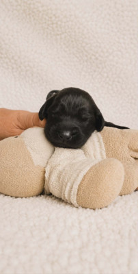 Chiot GRIS