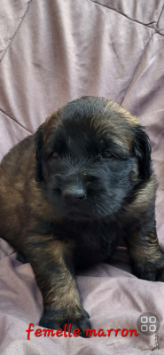 Chiot MARRON
