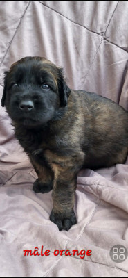 Chiot ORANGE