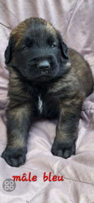 Chiot BLEU