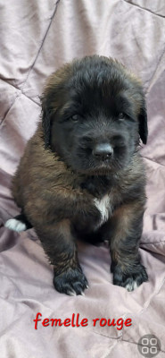 Chiot ROUGE