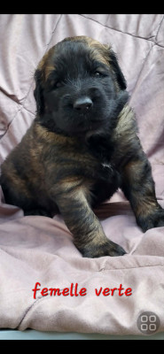 Chiot VERTE