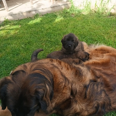 CHIOT 3